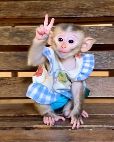 Small Capuchin Monkey