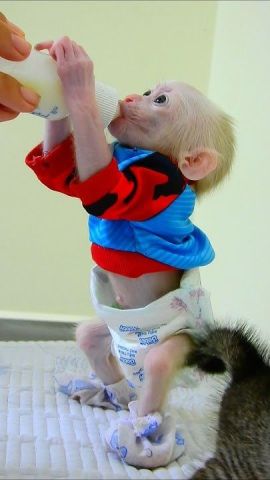 Capuchin Monkeys Available