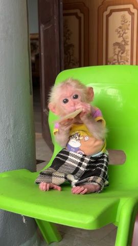 Capuchin monkeys for adoption