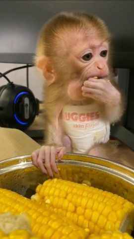 Capuchin Monkeys for Sale