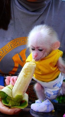 Capuchin Monkeys for Adoption