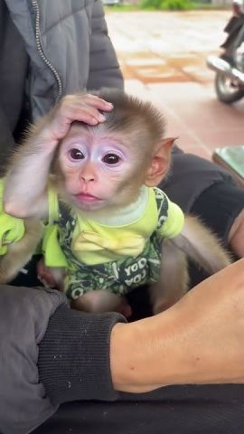 Perfect Capuchin Monkeys