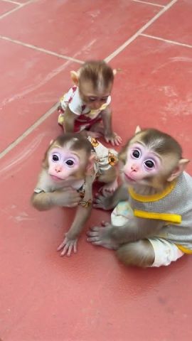 Capuchin Monkey for Re-homing