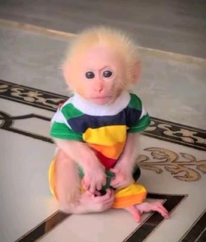 Lovely Capuchin Monkeys for Adortion