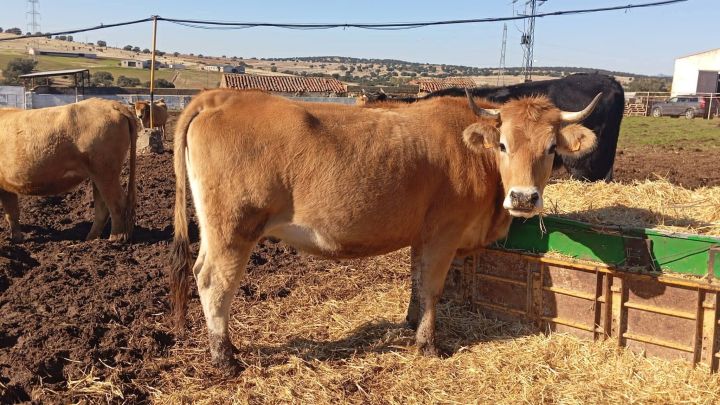 استثمار في اسبانيا شراء اراضي زراعيه عقارات فنادق منازل 2