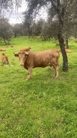 استثمار في اسبانيا شراء اراضي زراعيه عقارات فنادق منازل 3