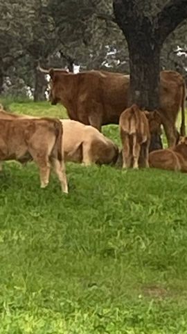 استثمار في اسبانيا شراء اراضي زراعيه عقارات فنادق منازل 4