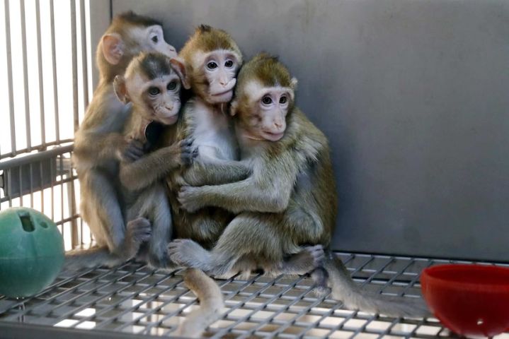 Top quality baby capuchin monkeys