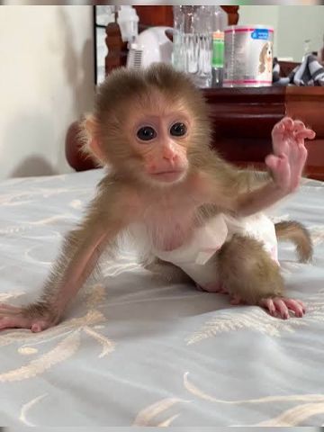 Monkey Available