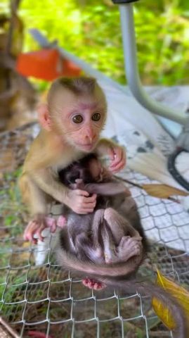 Capuchin Monkeys