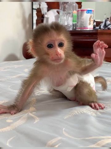 FRIENDLY MONKEYS FOR ADOPTION