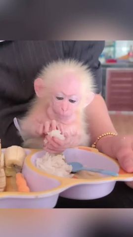 Well Trained Capuchin Monkeys