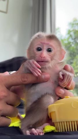 Month Old Cappuchin Monkey for Sale