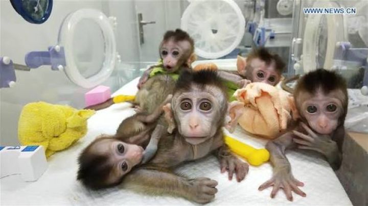 Female Capuchin monkeys available