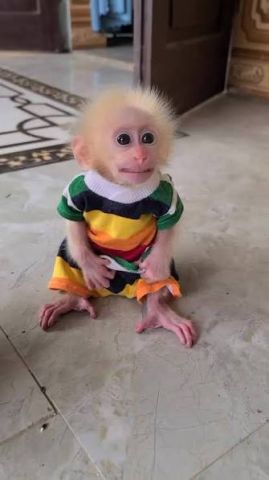 Capuchin Monkey Available