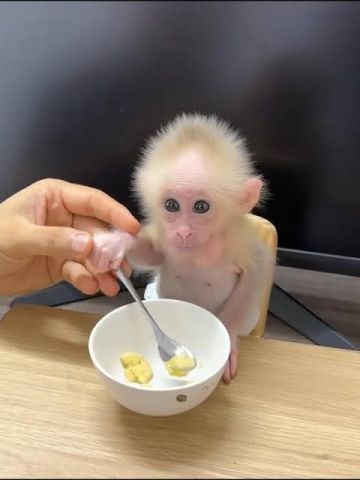 Female Capuchin monkeys available