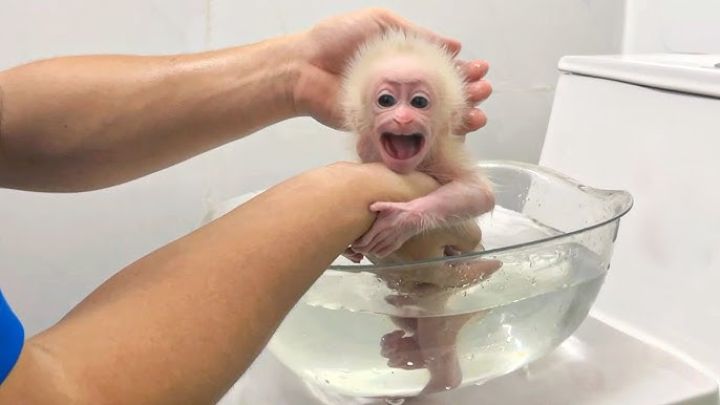 Gorgeous Female Capuchin Monkey