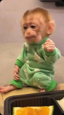 Female White Faced Capuchin Monkeys