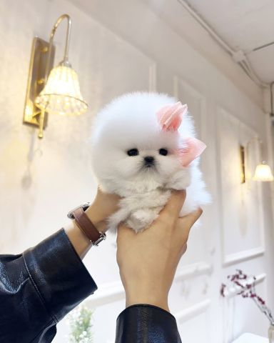 Pomeranian puppies for sale in Oman