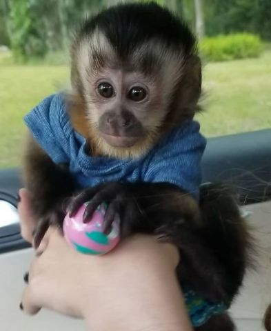 Capuchin Monkey for Re-homing