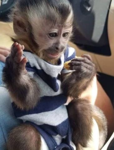 Cute loving and adorable baby capuchin