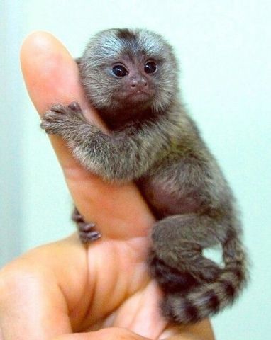 Marmoset Monkeys for Adoption 