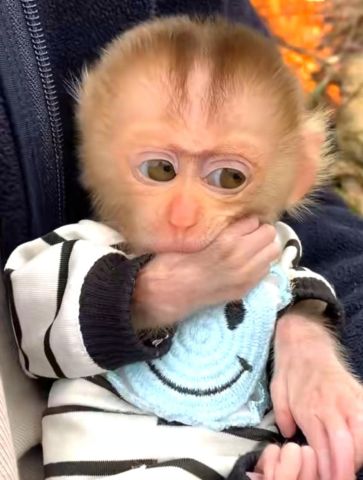 Cute Good Looking Capuchin Monkeys