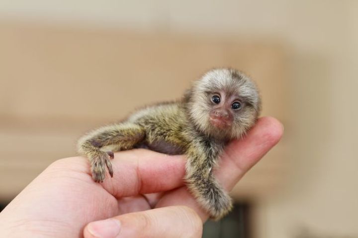 Adorable and Sweet Marmoset Monkey