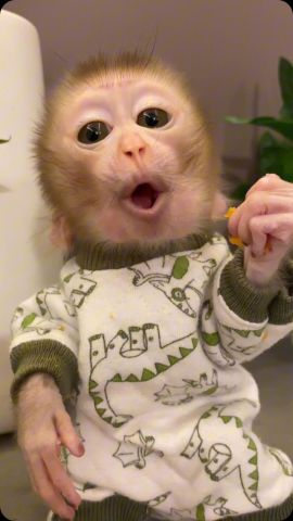  have one female capuchin monkey ready for a good and loving home