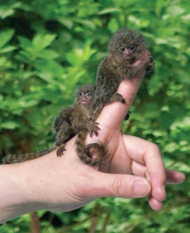 Cute Marmoset Monkeys