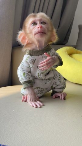 Capuchin Monkeys for Sale