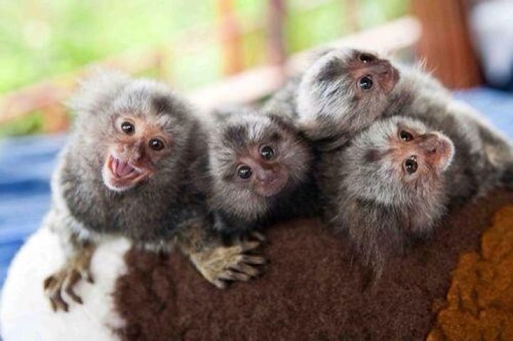 Charming Marmoset Monkey for Adoption