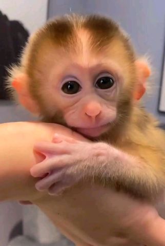 Female Capuchin Monkey