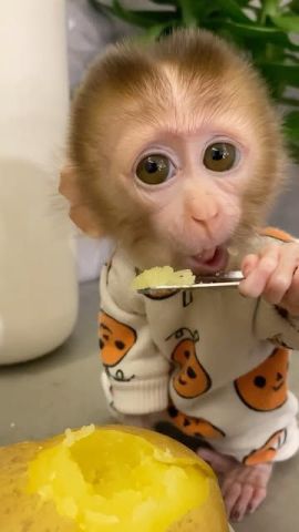 Adorable Capuchin Monkeys Available