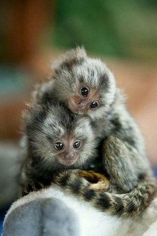 Hand Raised Pygmy Marmoset Monkey for Sale