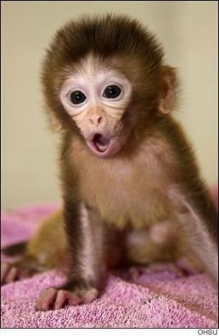 Quality male and female capuchin Ready