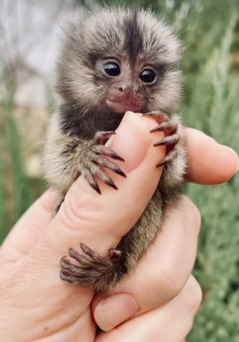 Pygmy Marmoset Monkeys for Sale